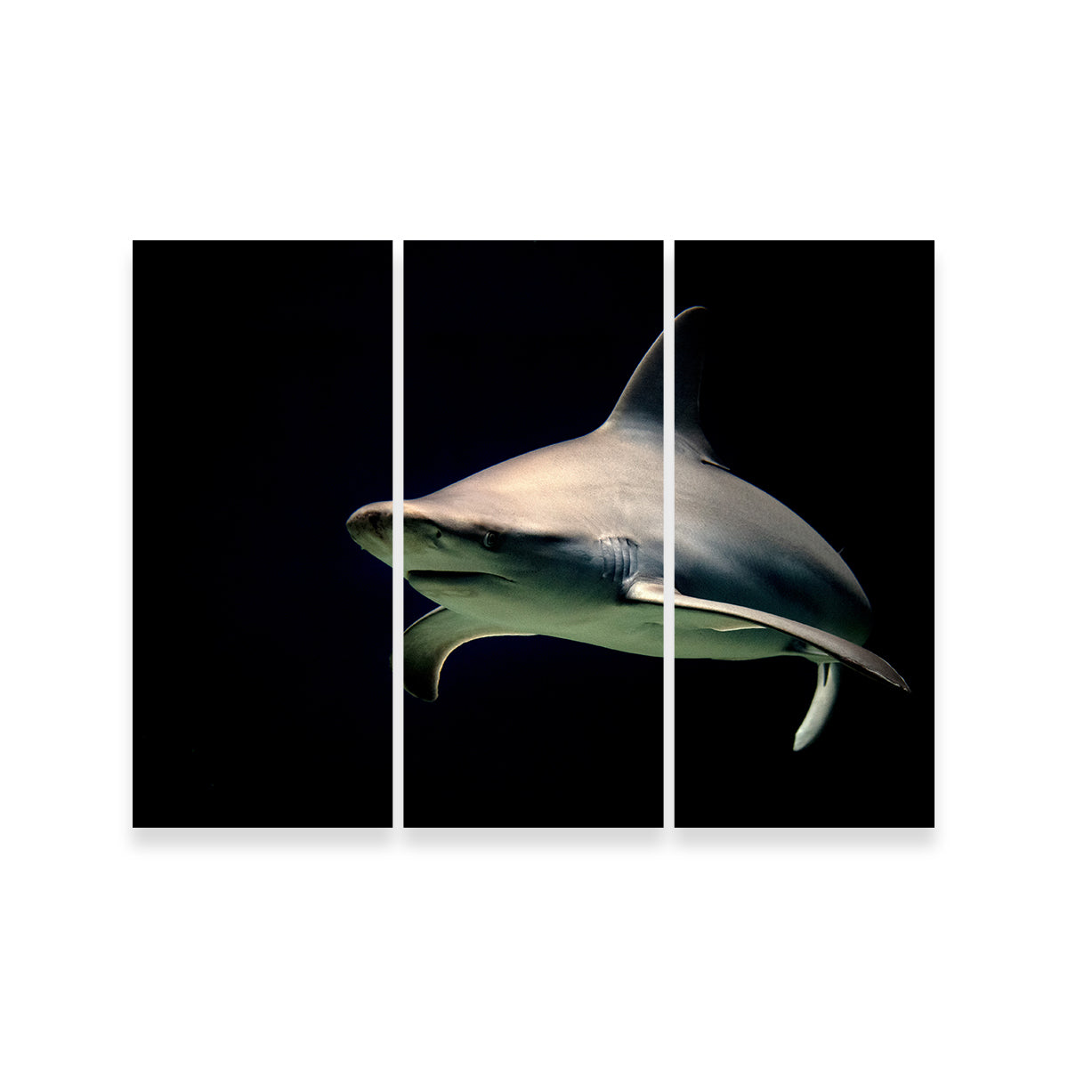 Stunning Bull Shark at Night Wall Art for Your Home Decor