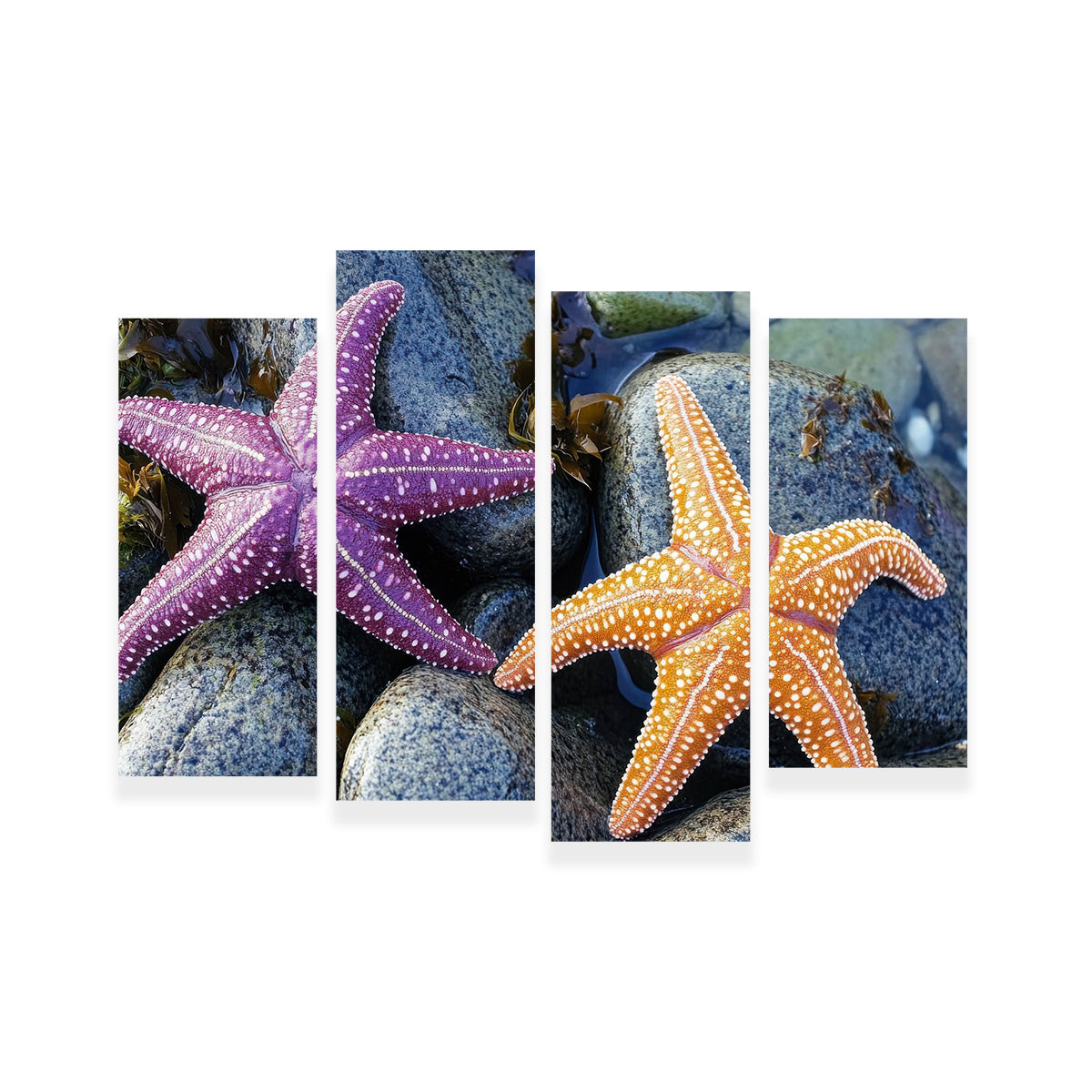 Vibrant Colorful Starfishes Wall Art for Stunning Decor