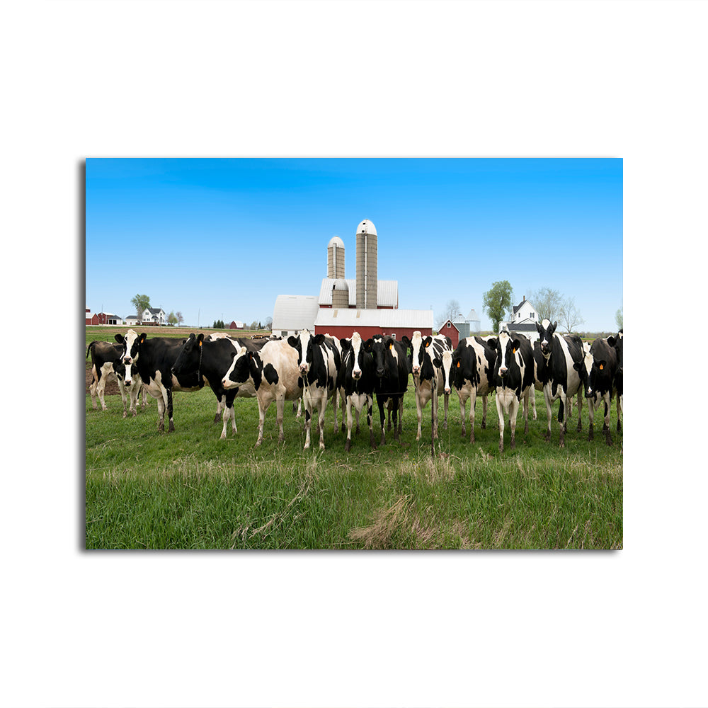 Stunning Wisconsin Dairy Cows Wall Art for Home Decor