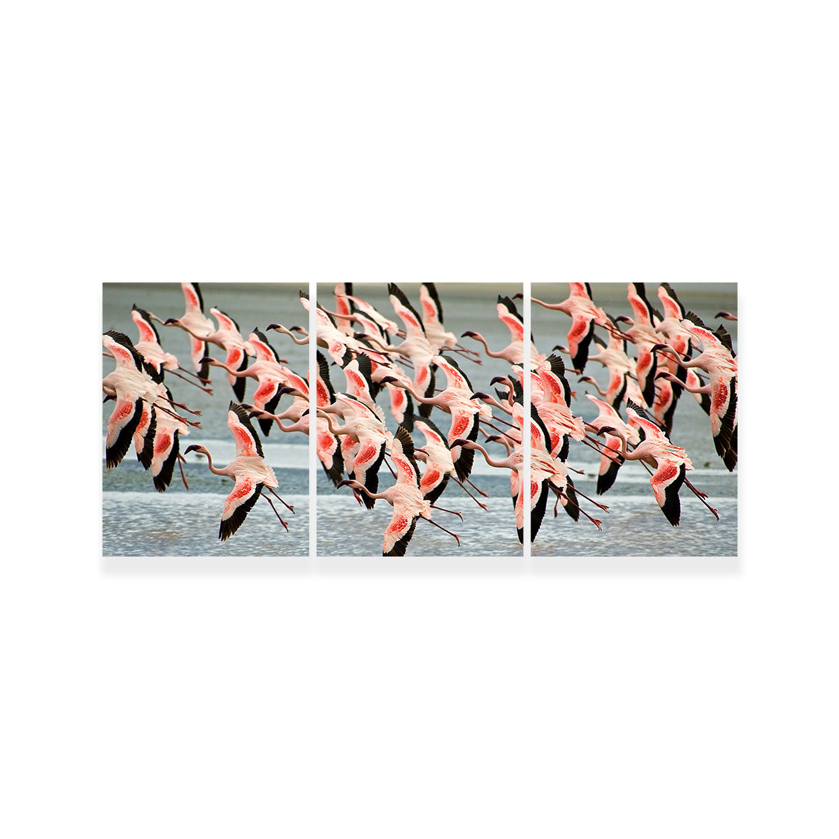 Exquisite Flamingos in Tanzania Wall Art for Your Home Decor