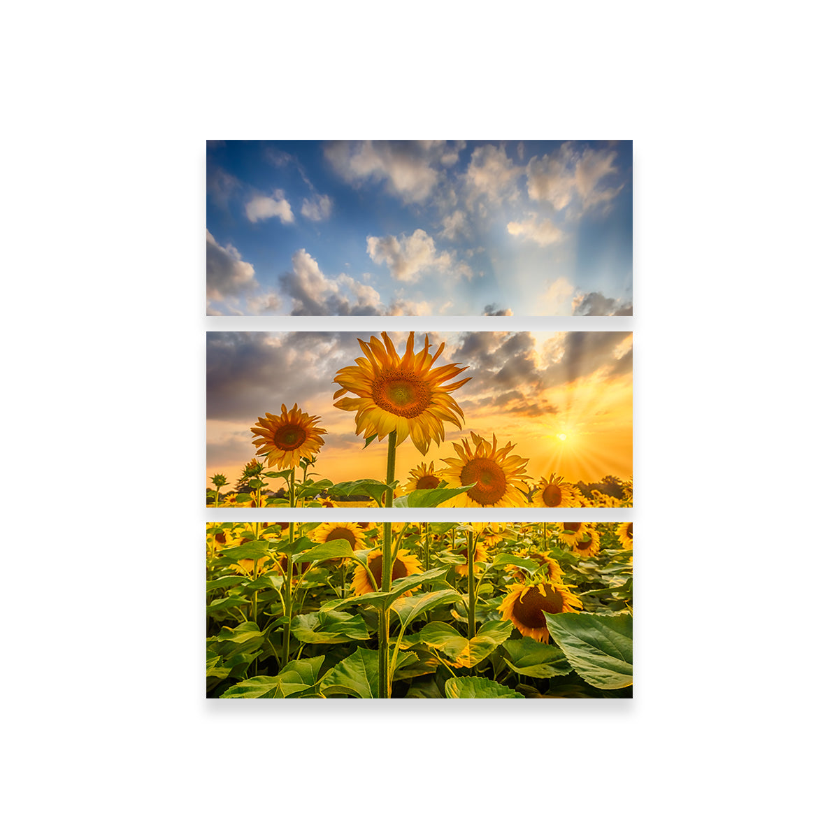 Stunning Sunset Sunflower Field Wall Art for Home Decor