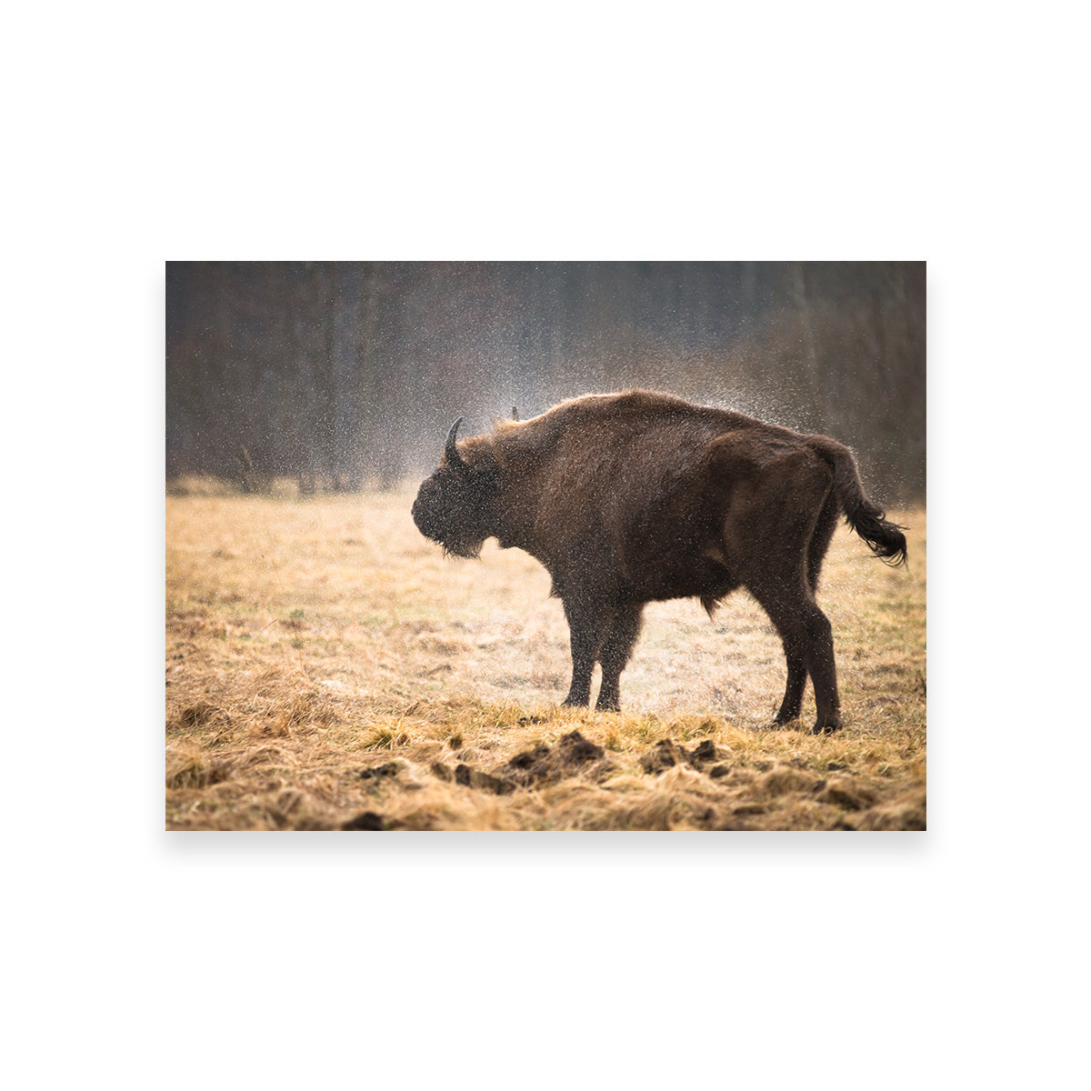 Stunning Wild Bison Shaking off Rain Wall Art for Home Decor