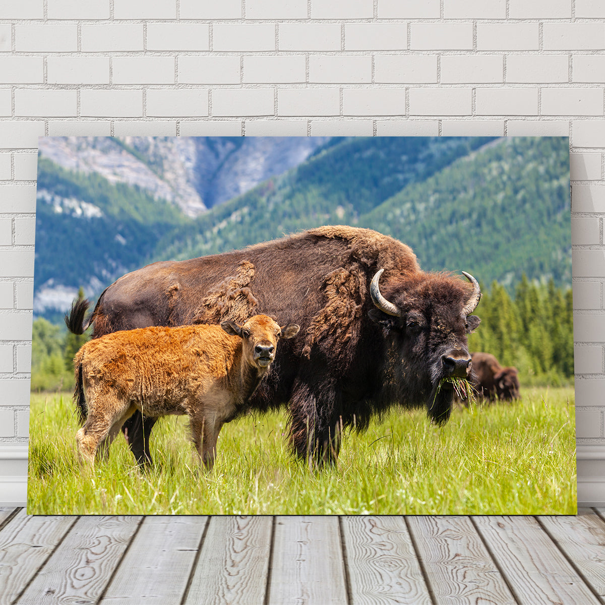 Stunning Buffalo with Calf Wall Art for Your Home Decor