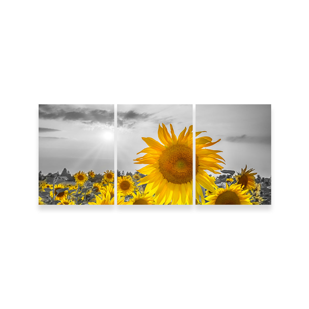 Sunflower Field - Stunning Yellow Color Pop Wall Art for a Vibrant Home Decor