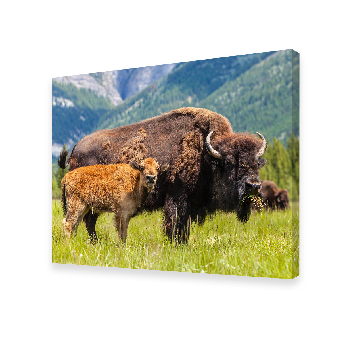 Stunning Buffalo with Calf Wall Art for Your Home Decor