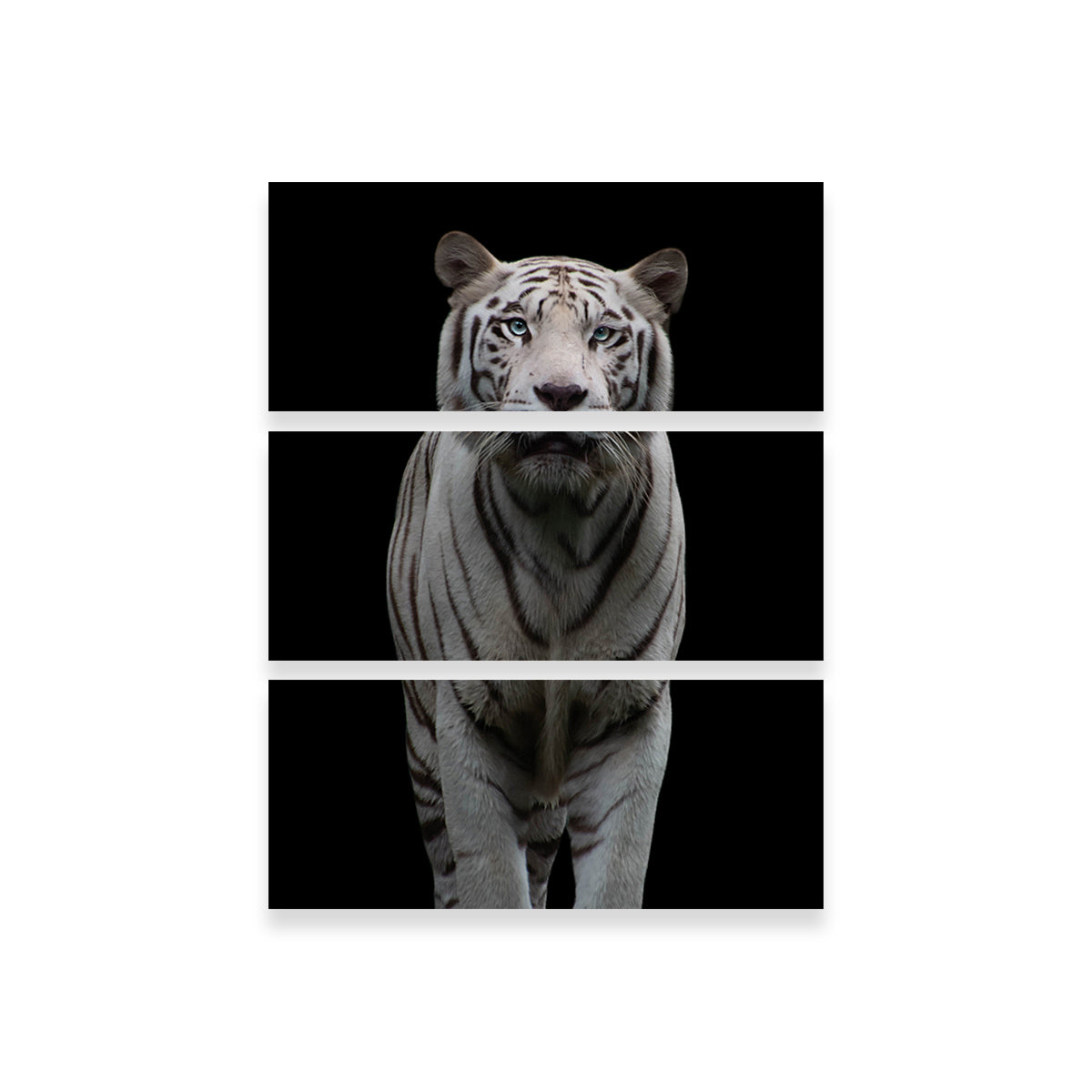 Stunning White Tiger Wall Art by Lawisi