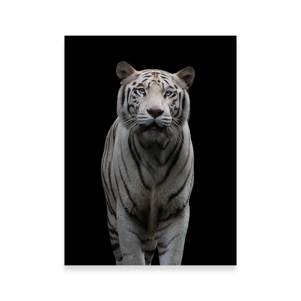 Stunning White Tiger Wall Art by Lawisi