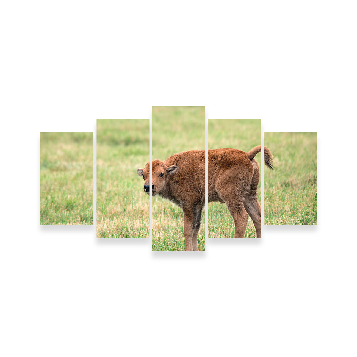 Exquisite Buffalo Calf Wall Art for Home Decor