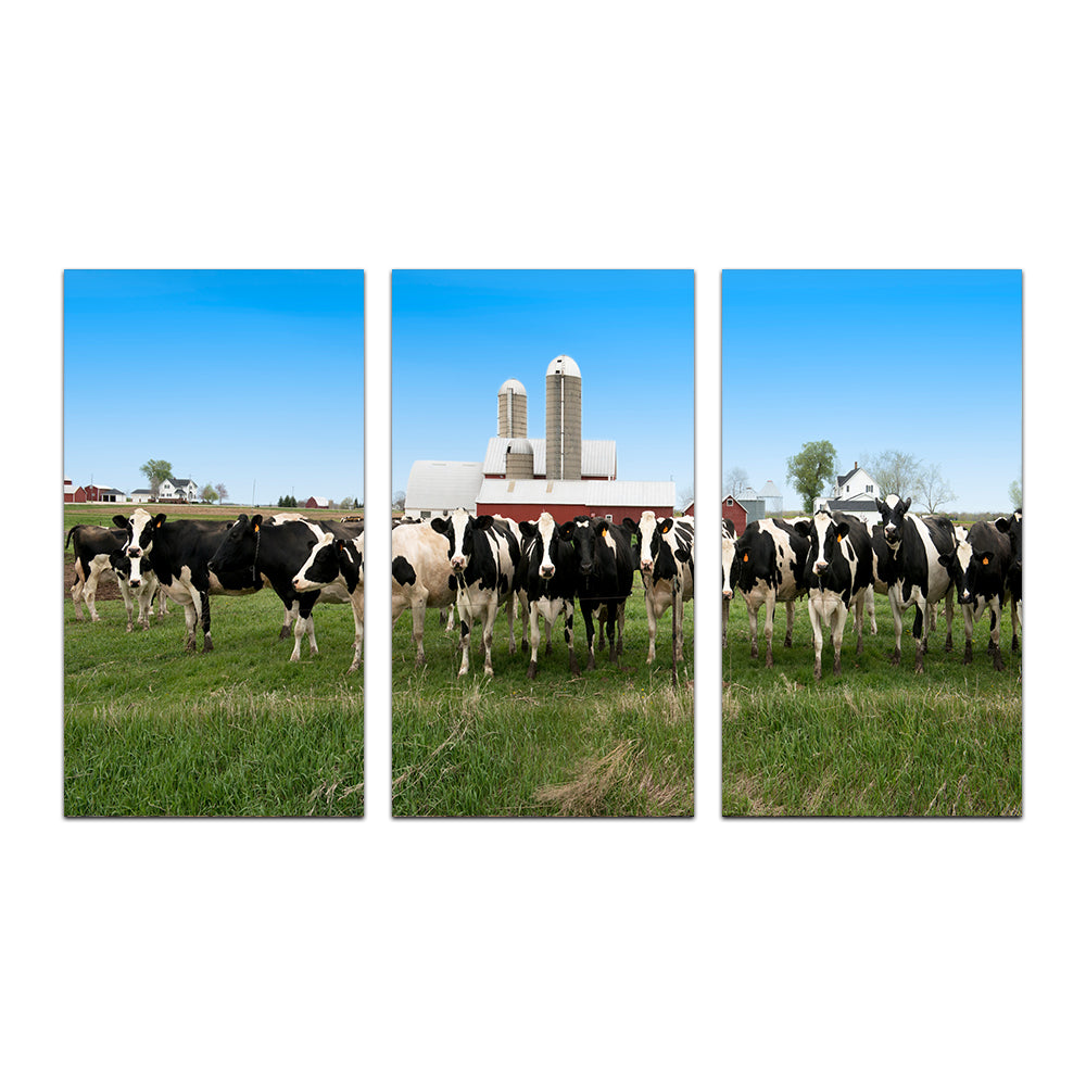 Stunning Wisconsin Dairy Cows Wall Art for Home Decor