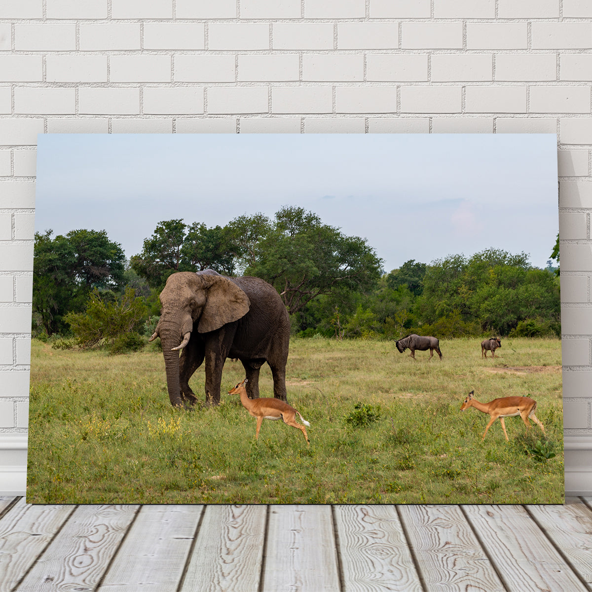 Exquisite Kruger National Park Wall Art for Your Home Decor