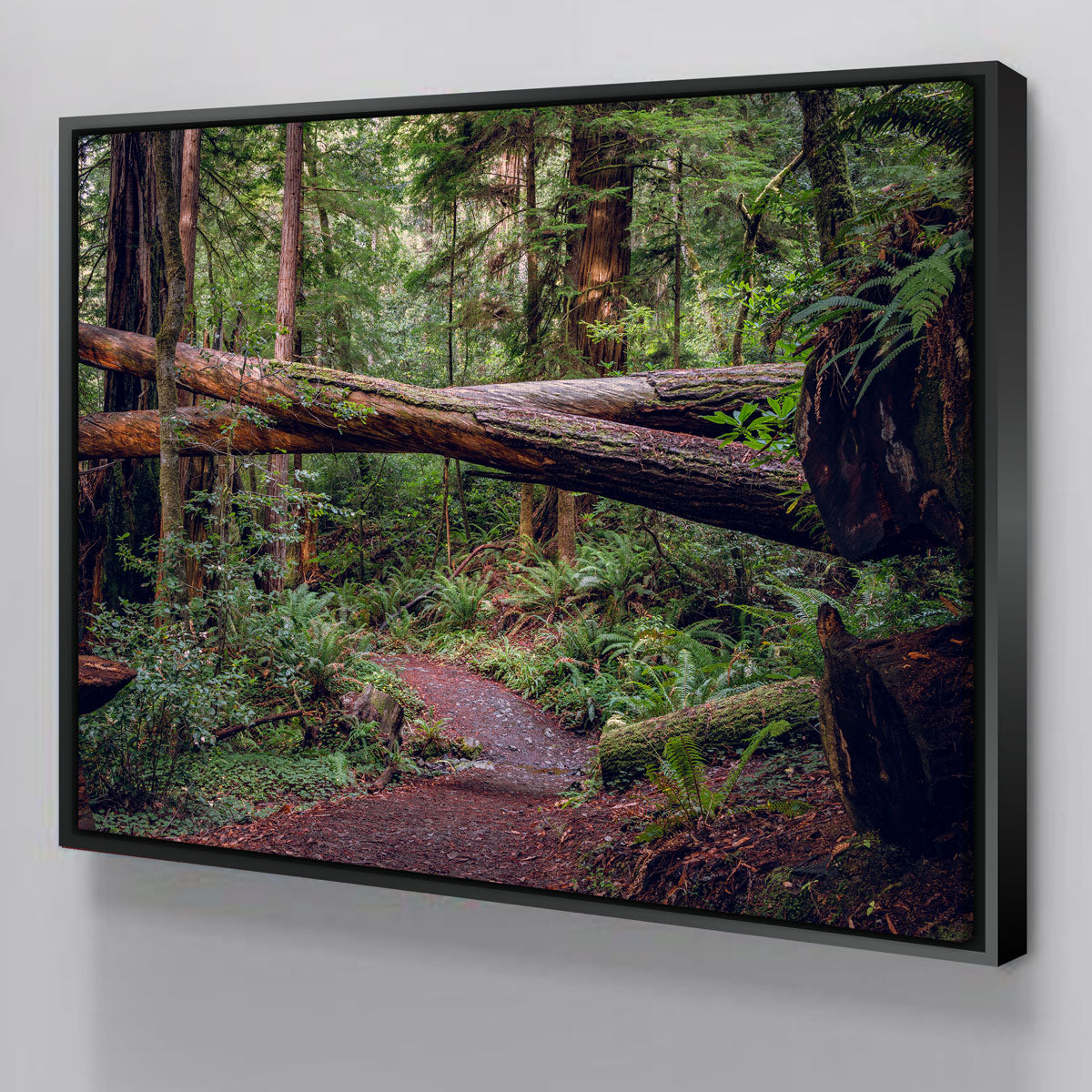 Exquisite Crossed Trees Wall Art by Kyle Sherry