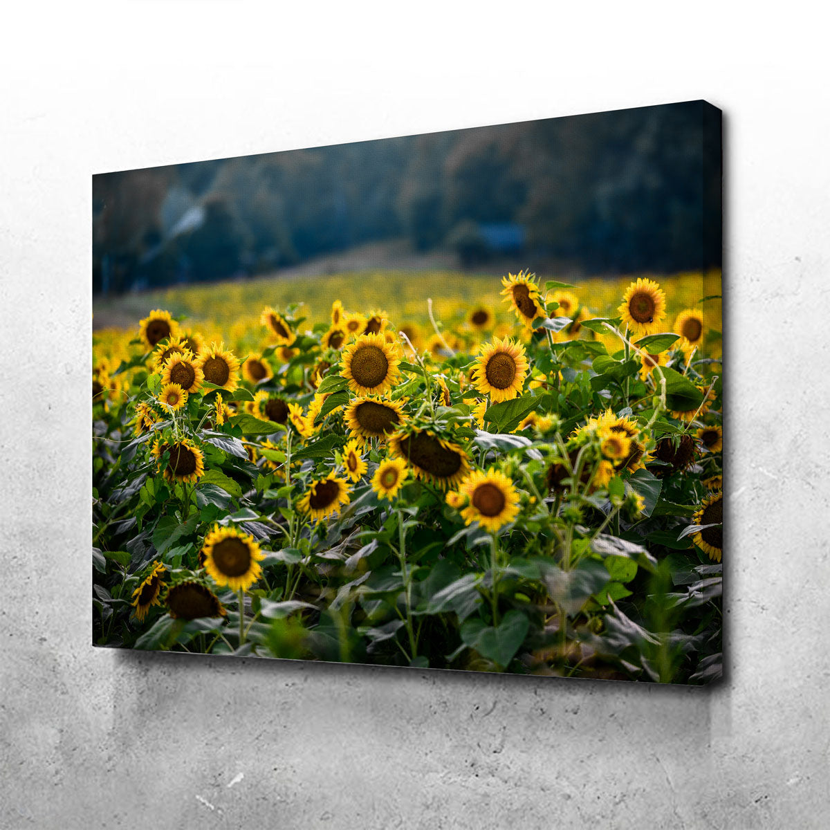 Stunning Sunflower Field Wall Art by Lucas Moore