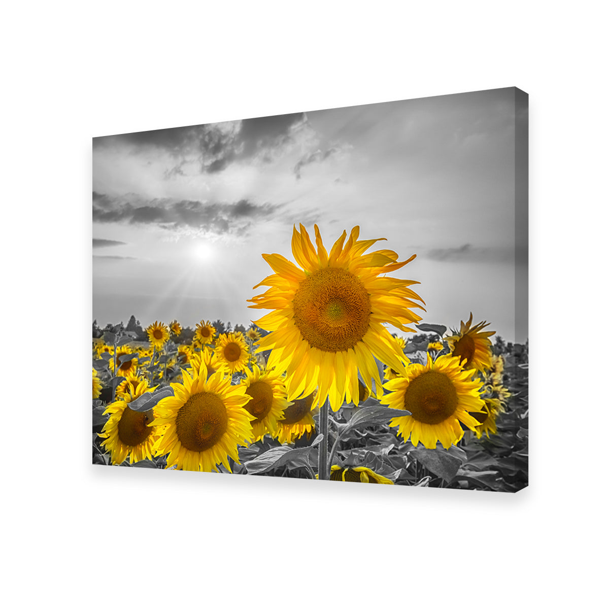 Sunflower Field - Stunning Yellow Color Pop Wall Art for a Vibrant Home Decor