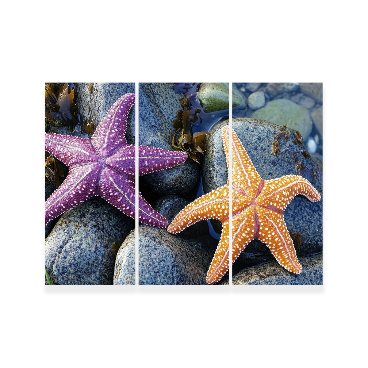 Vibrant Colorful Starfishes Wall Art for Stunning Decor