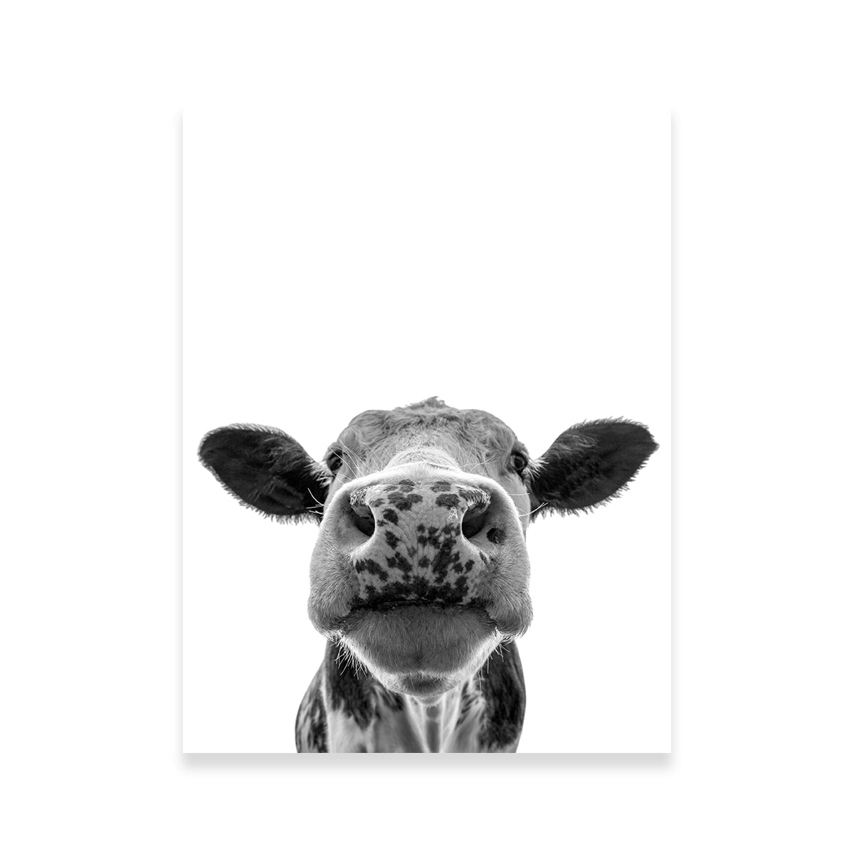 Exquisite Cow Wall Art by Lawisi