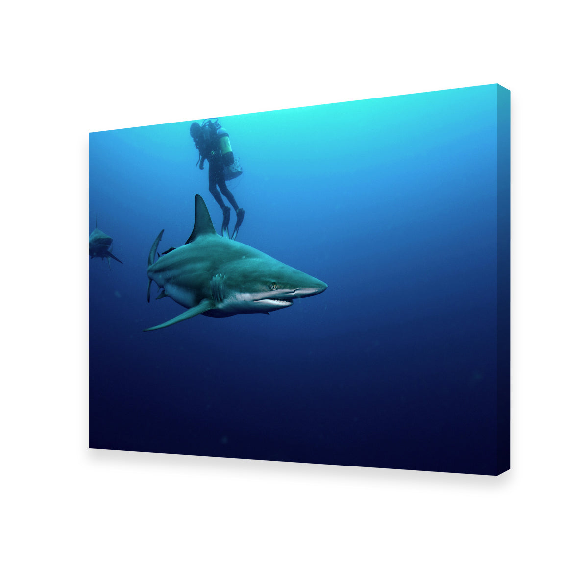 Stunning Bull Shark & Diver Wall Art for Your Home Decor