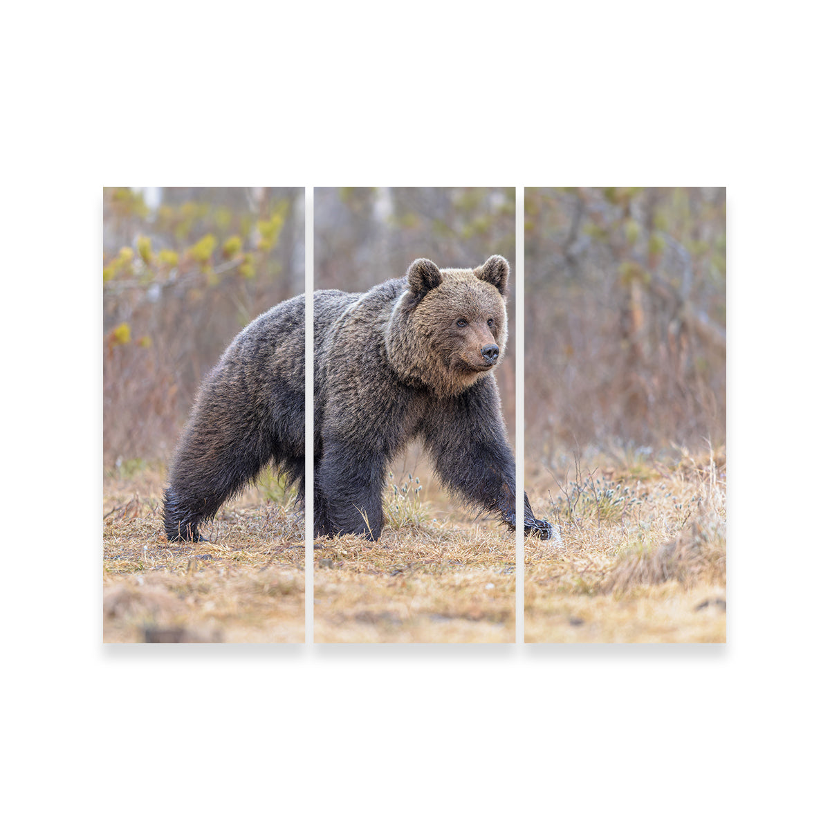 Stunning Eurasian Brown Bear Wall Art for Your Home Decor