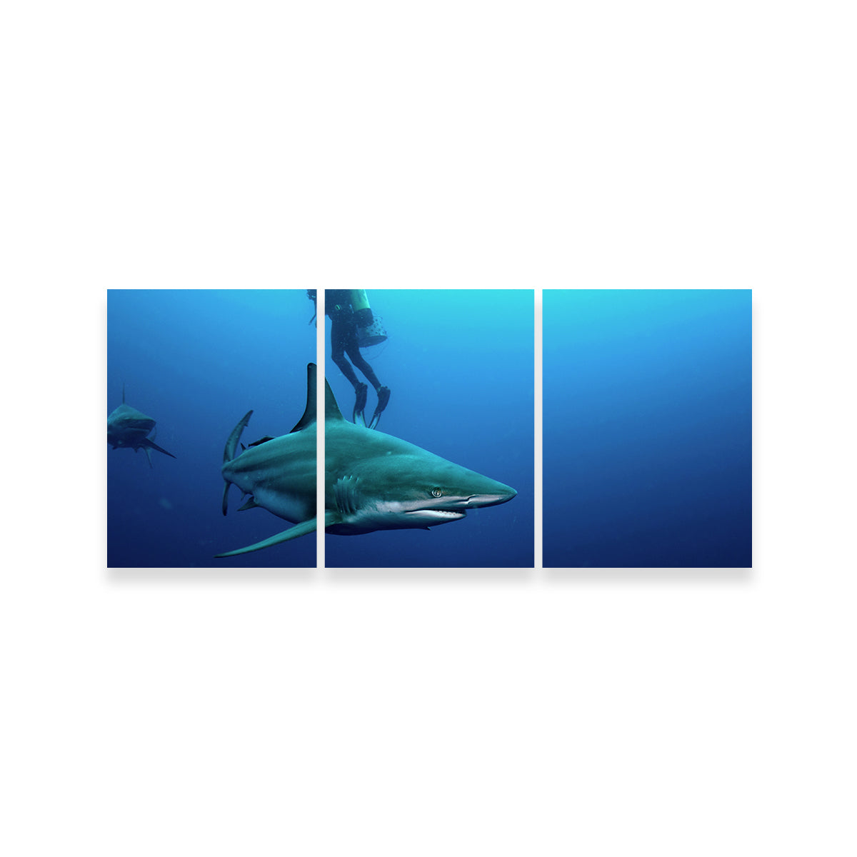 Stunning Bull Shark & Diver Wall Art for Your Home Decor
