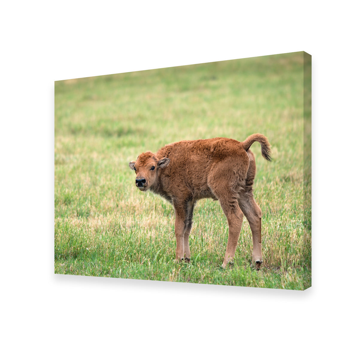 Exquisite Buffalo Calf Wall Art for Home Decor