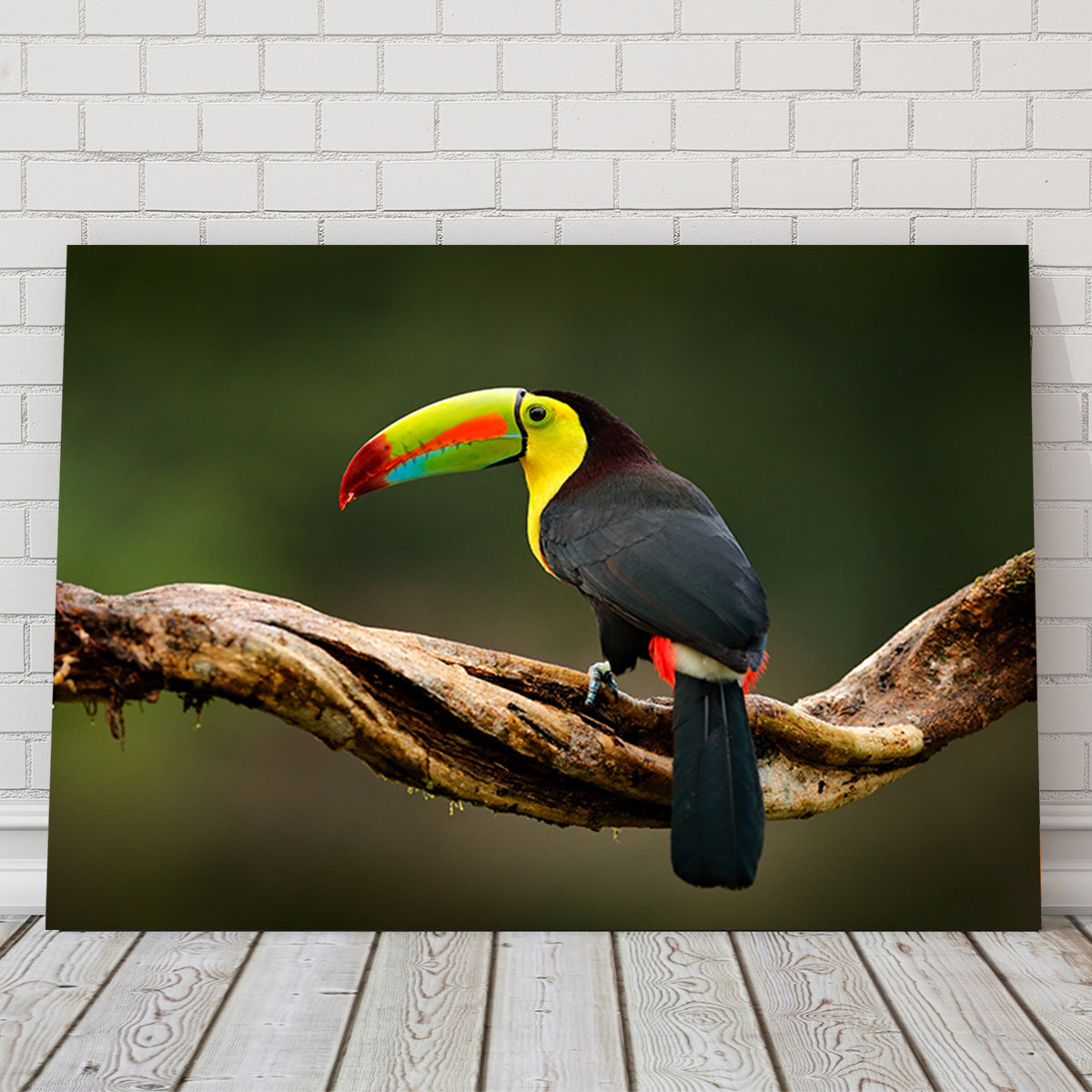 Exquisite Keel - billed Toucan Wall Art for Stunning Home Decor