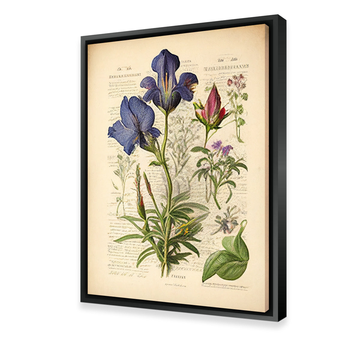 Exquisite Vintage Botanical Print Series 7 Wall Art for Home Decor