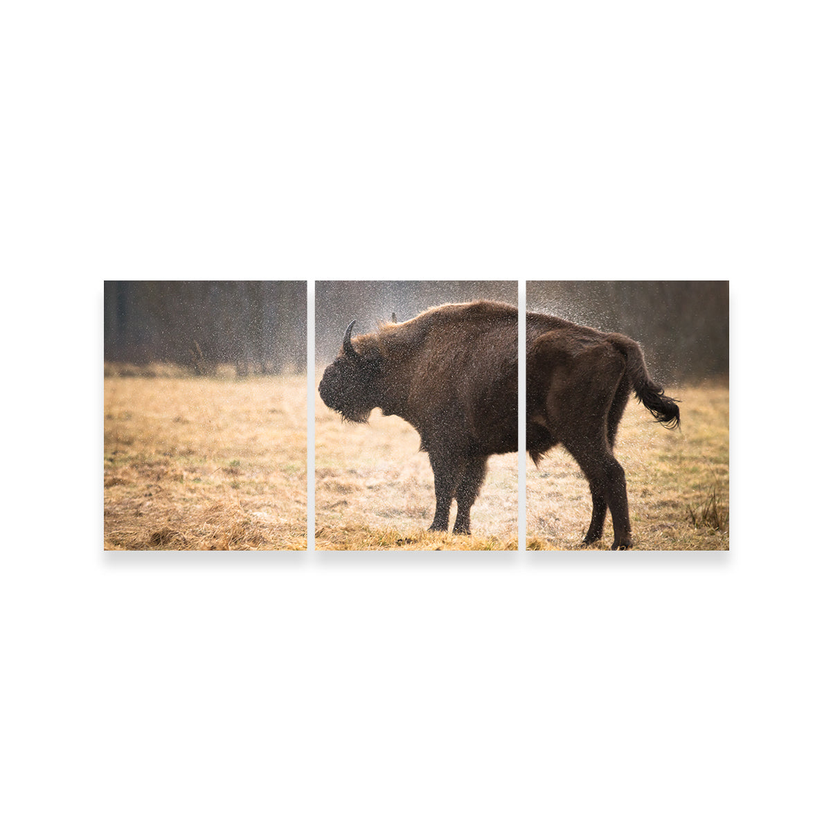 Stunning Wild Bison Shaking off Rain Wall Art for Home Decor