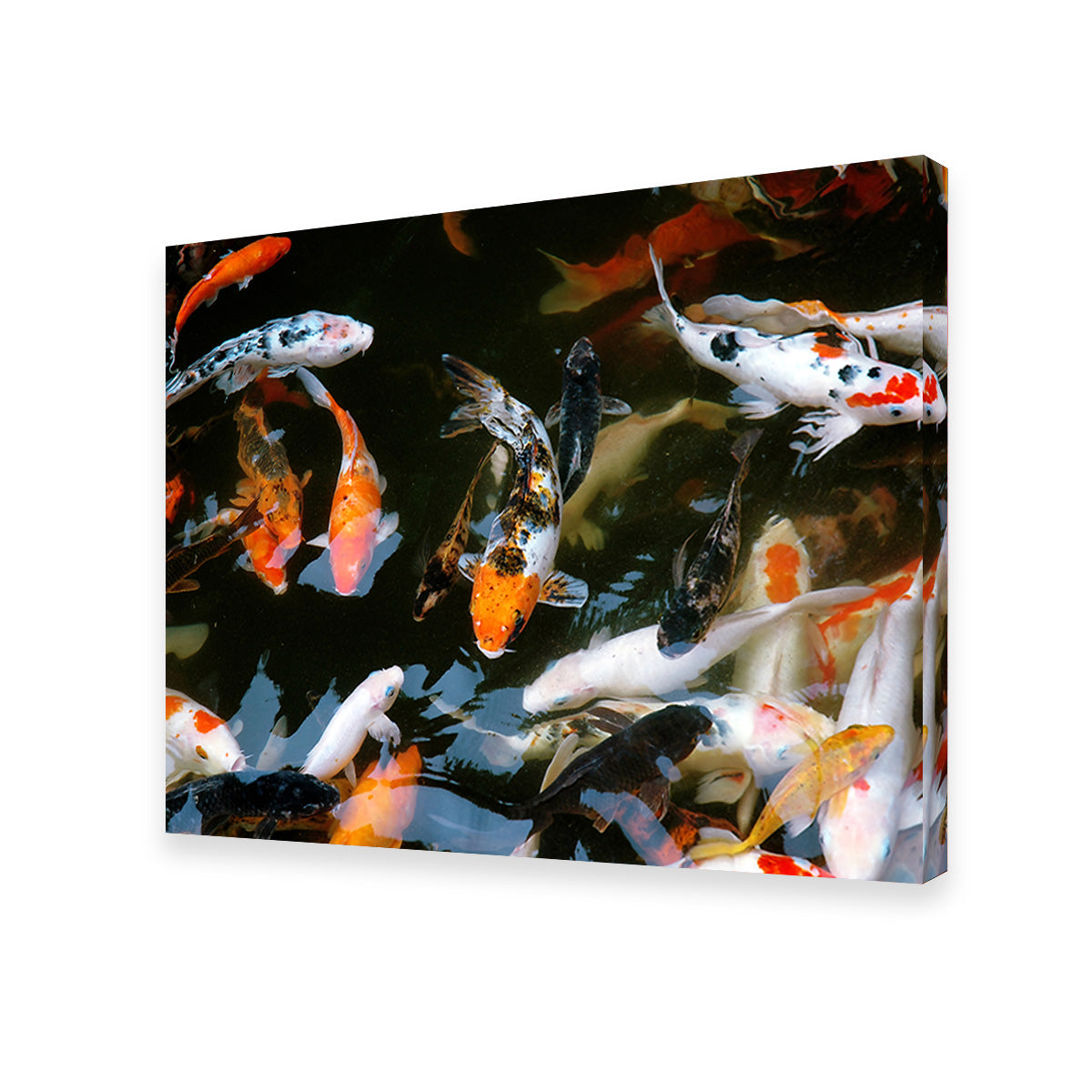 Stunning Koi Fish Swimming Wall Art for Home Decor