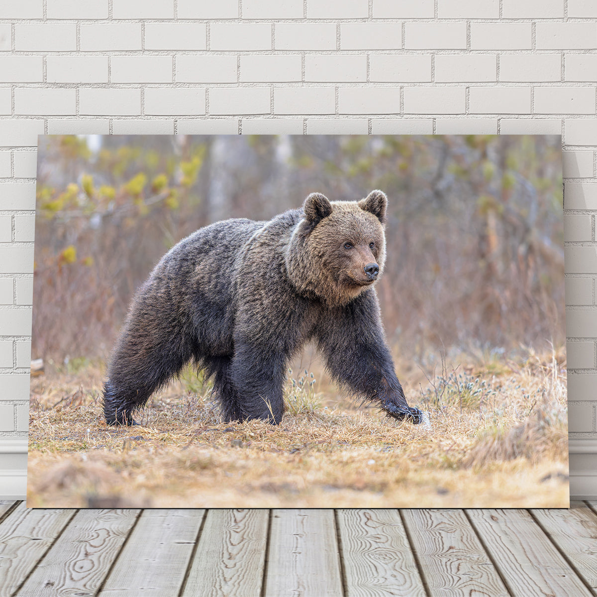 Stunning Eurasian Brown Bear Wall Art for Your Home Decor