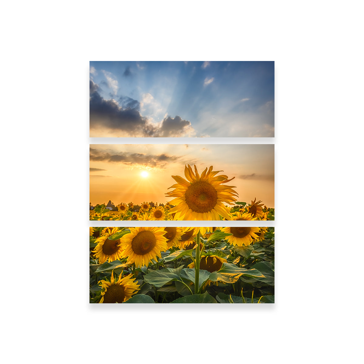 Stunning Sunset with Beautiful Sunflowers Wall Art for Home Decor