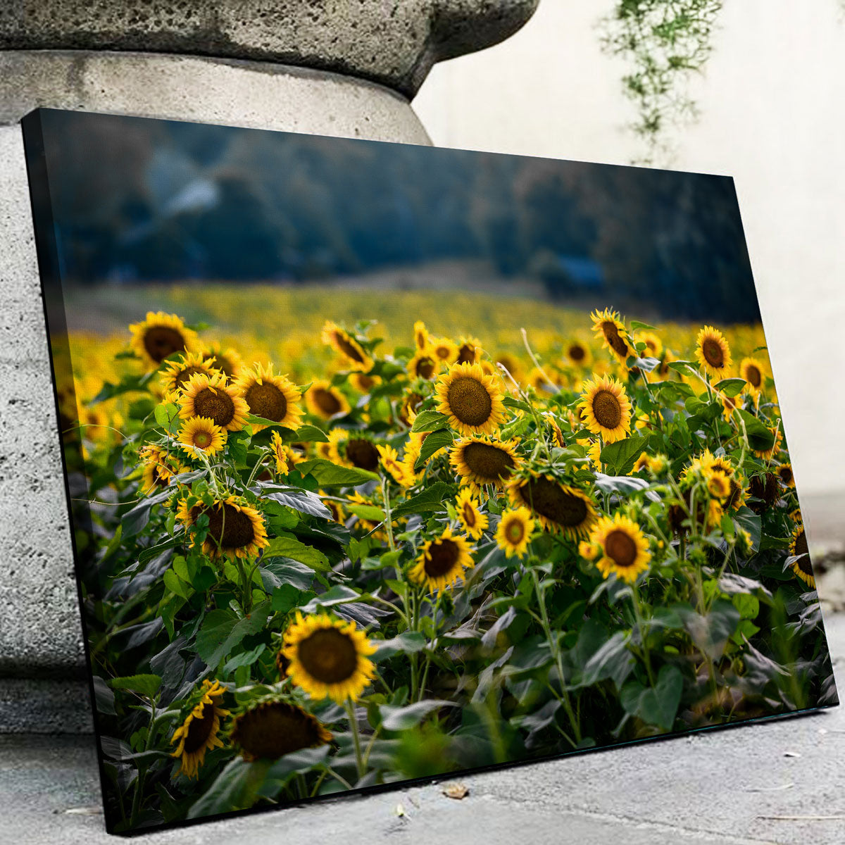 Stunning Sunflower Field Wall Art by Lucas Moore