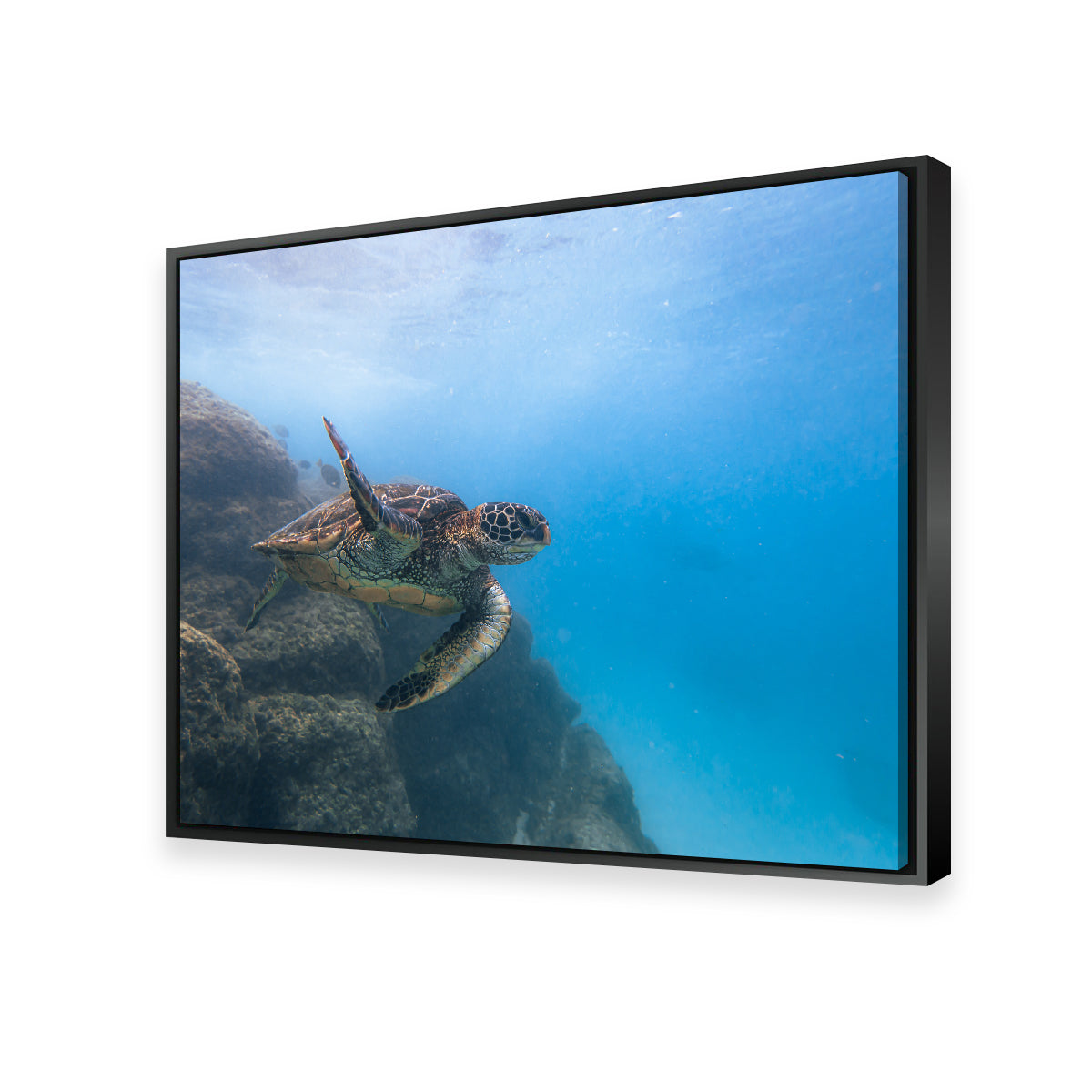 Stunning Turtle Wave Wall Art by Lucas Moore