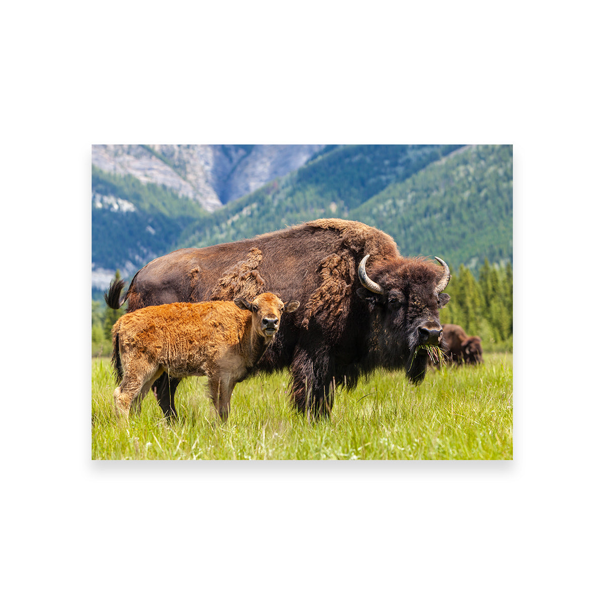 Stunning Buffalo with Calf Wall Art for Your Home Decor