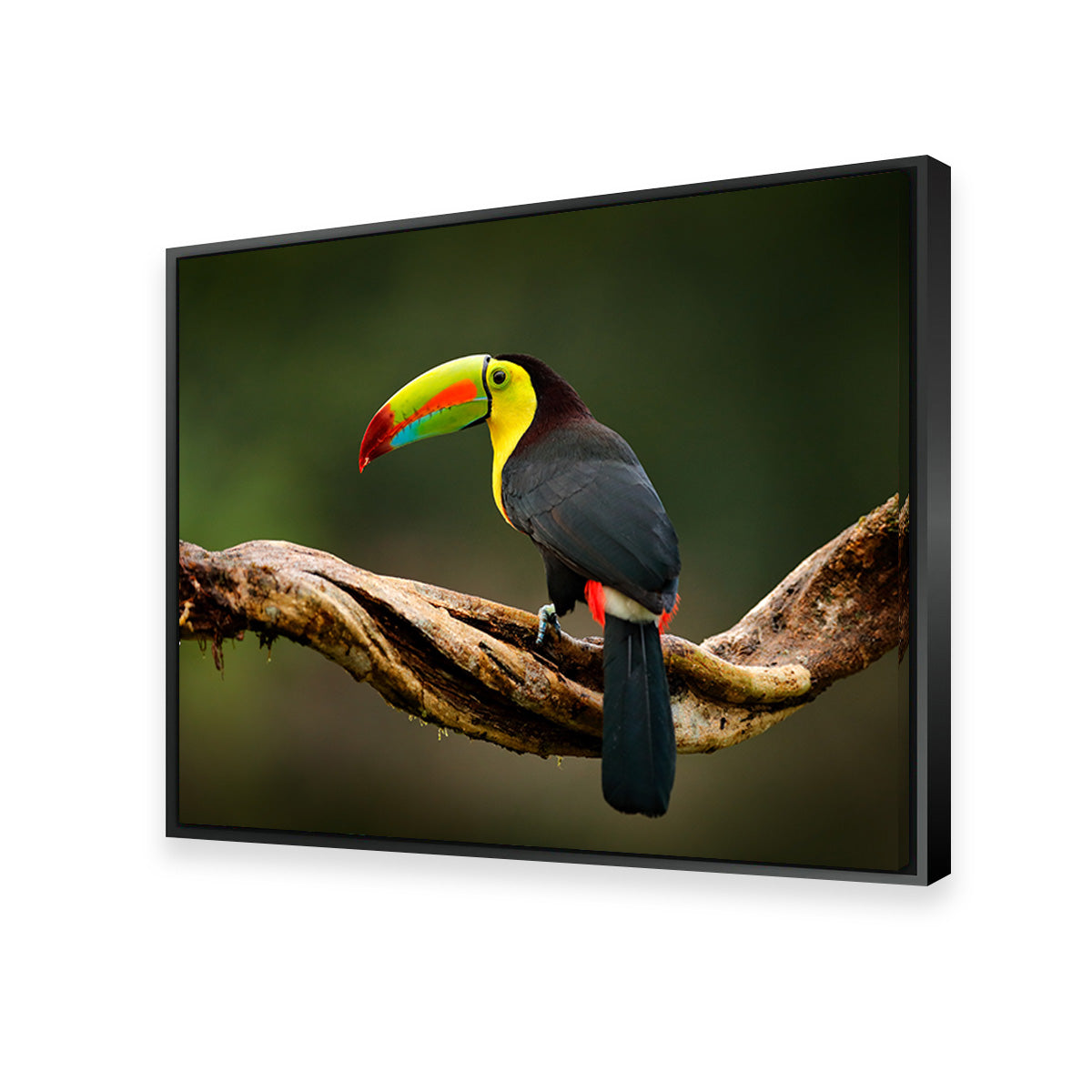 Exquisite Keel - billed Toucan Wall Art for Stunning Home Decor