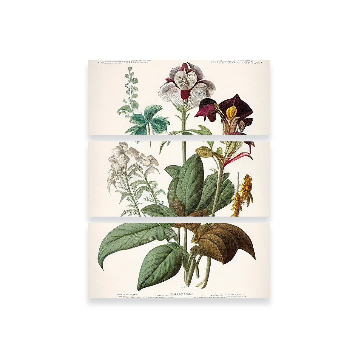 Exquisite Vintage Botanical Print Series 3 Wall Art for Stunning Decor