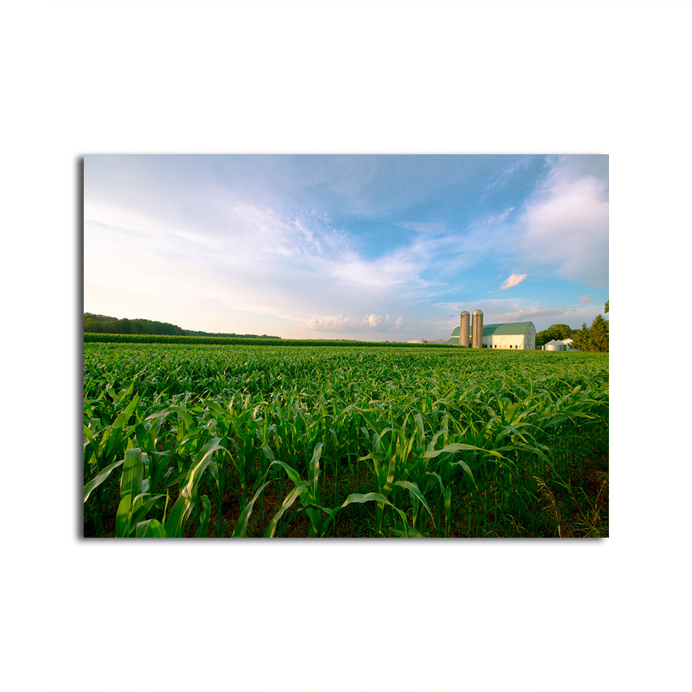 Exquisite Wisconsin Dairy Farm Against Corn Field Wall Art