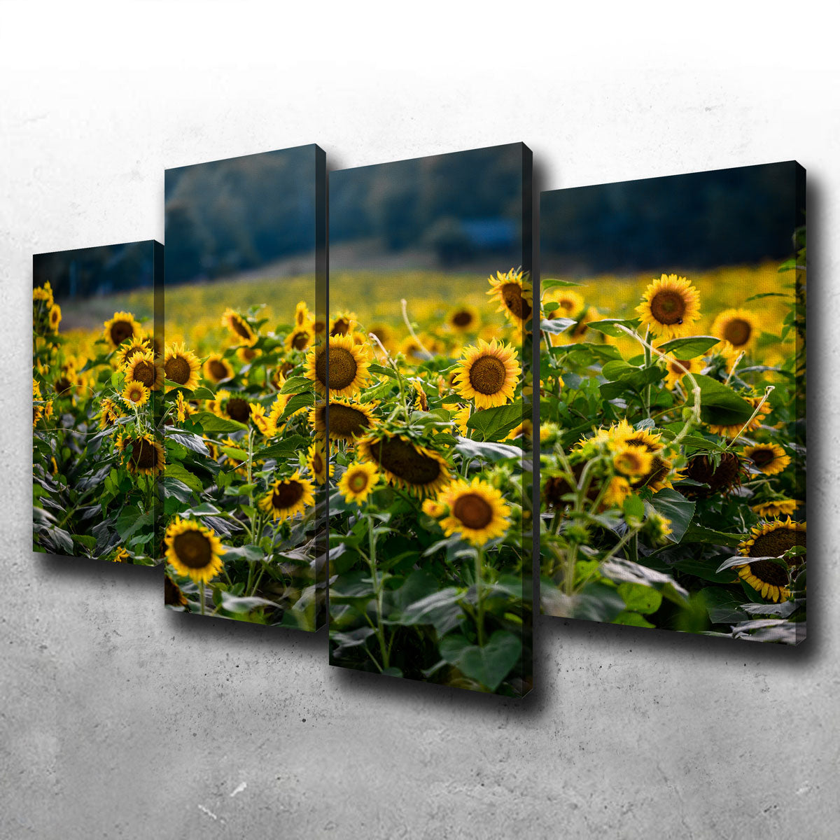 Stunning Sunflower Field Wall Art by Lucas Moore