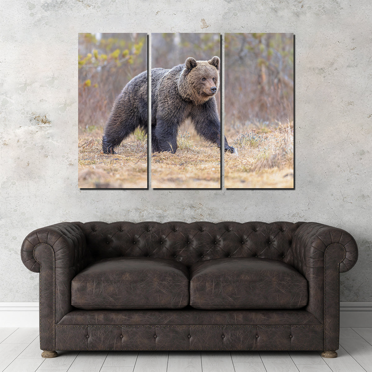 Stunning Eurasian Brown Bear Wall Art for Your Home Decor