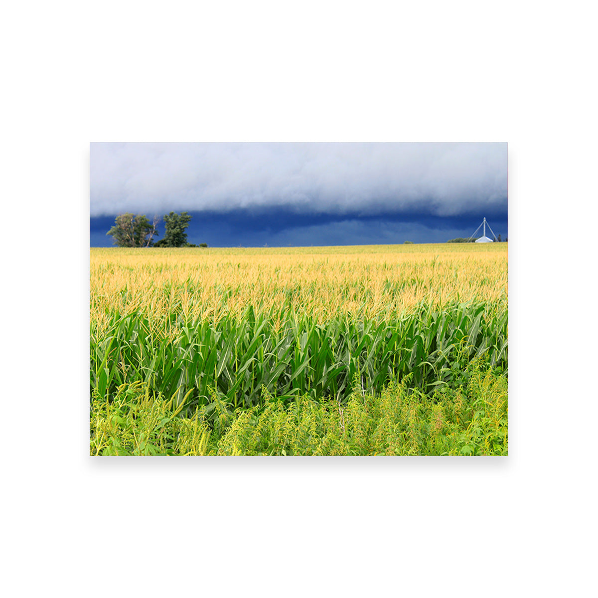Stunning Thunderstorm Over Illinois Cornfield Wall Art for Home Decor