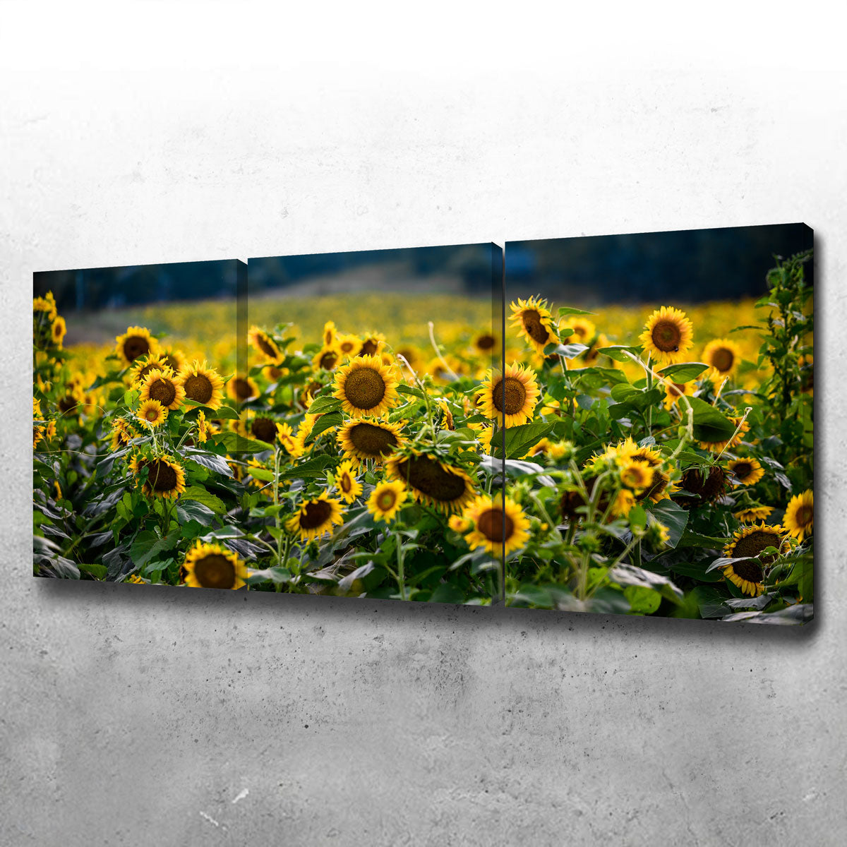 Stunning Sunflower Field Wall Art by Lucas Moore