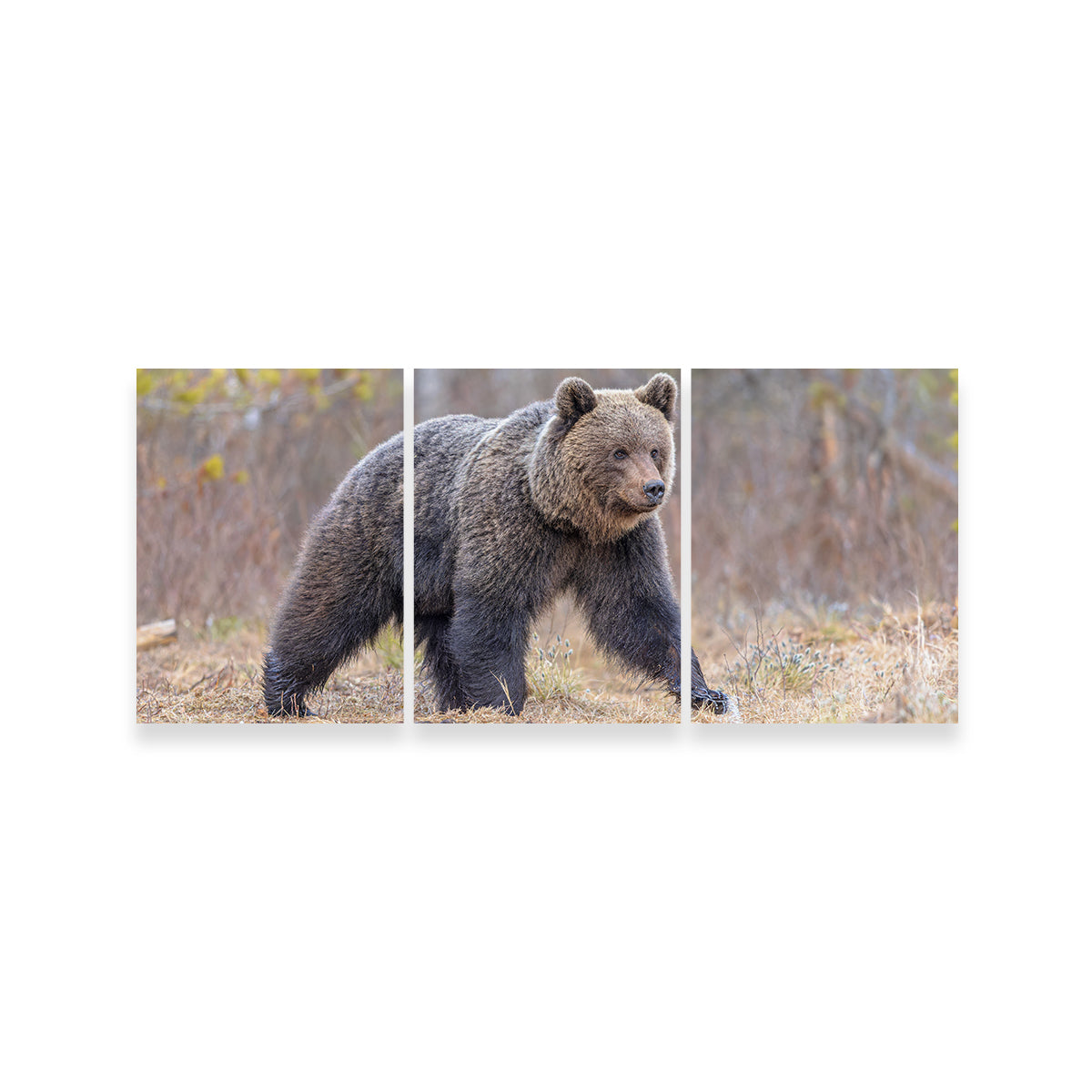 Stunning Eurasian Brown Bear Wall Art for Your Home Decor