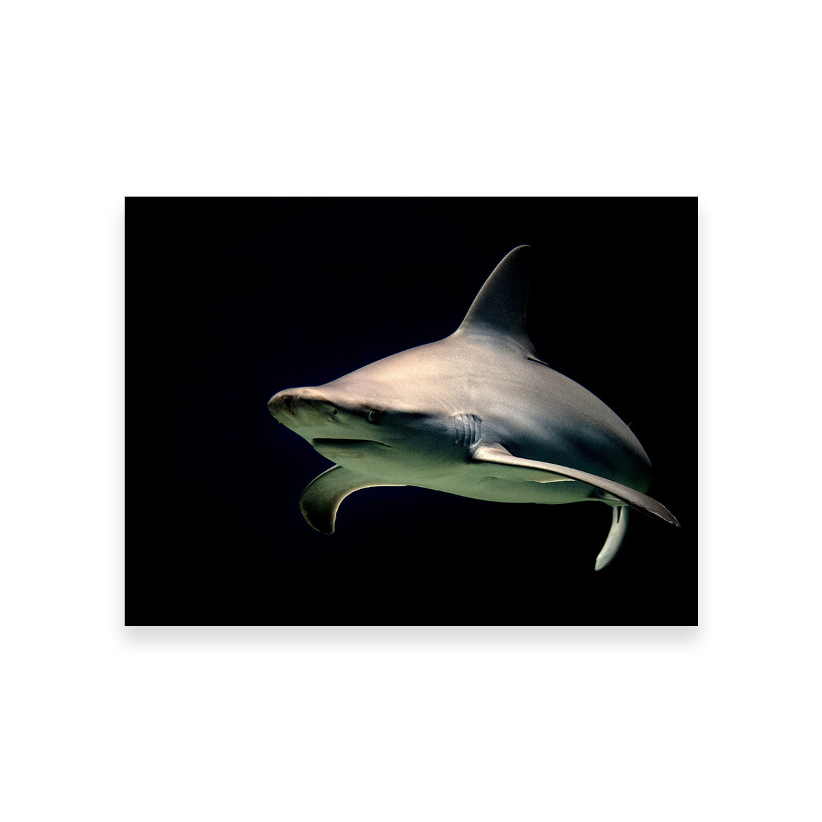 Stunning Bull Shark at Night Wall Art for Your Home Decor