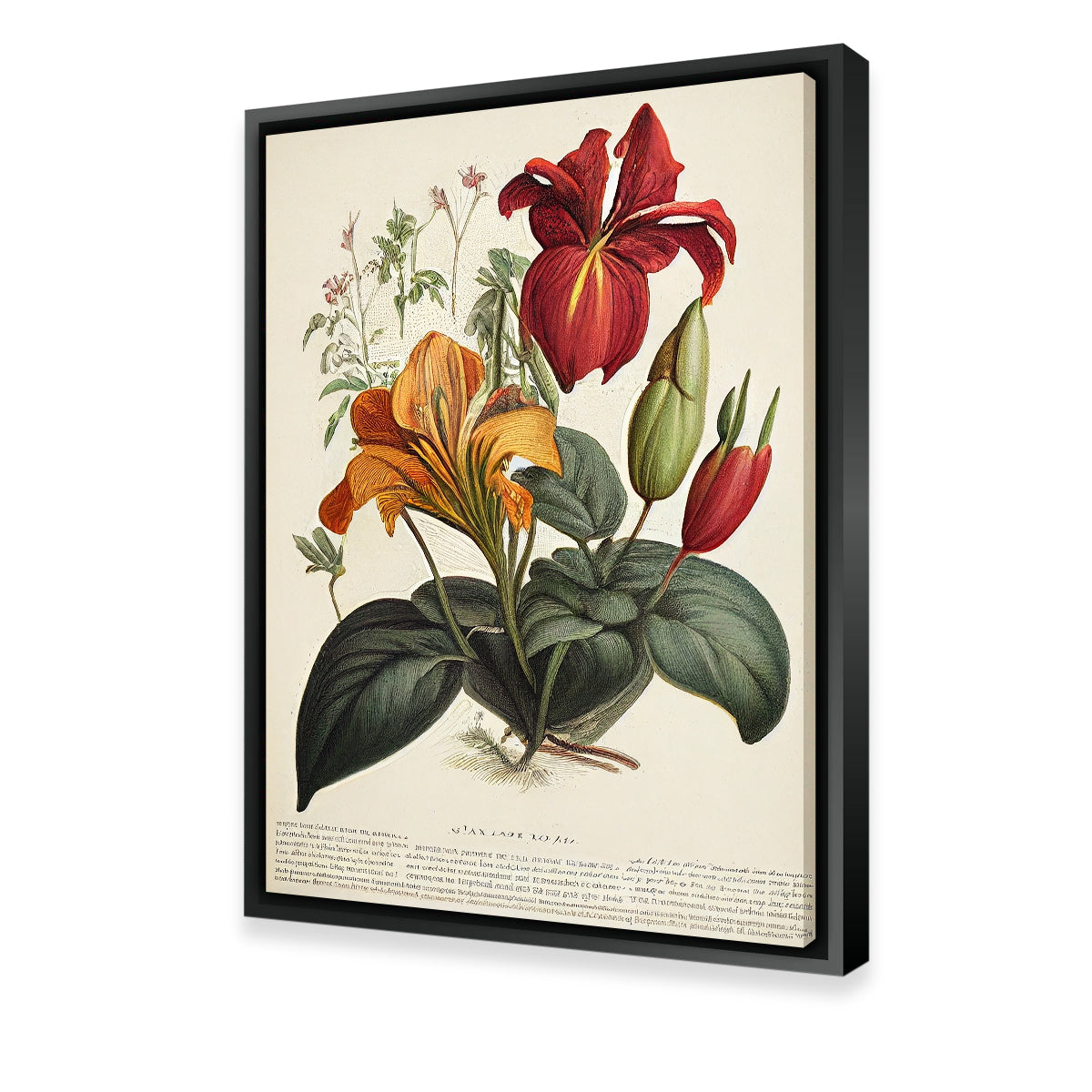 Exquisite Vintage Botanical Print Series 4 Wall Art by Jennifer Hotai
