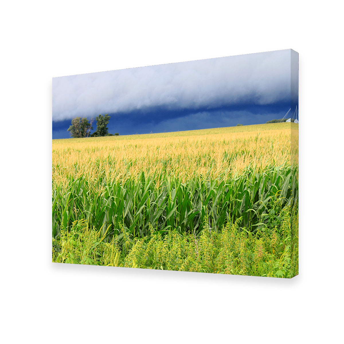 Stunning Thunderstorm Over Illinois Cornfield Wall Art for Home Decor