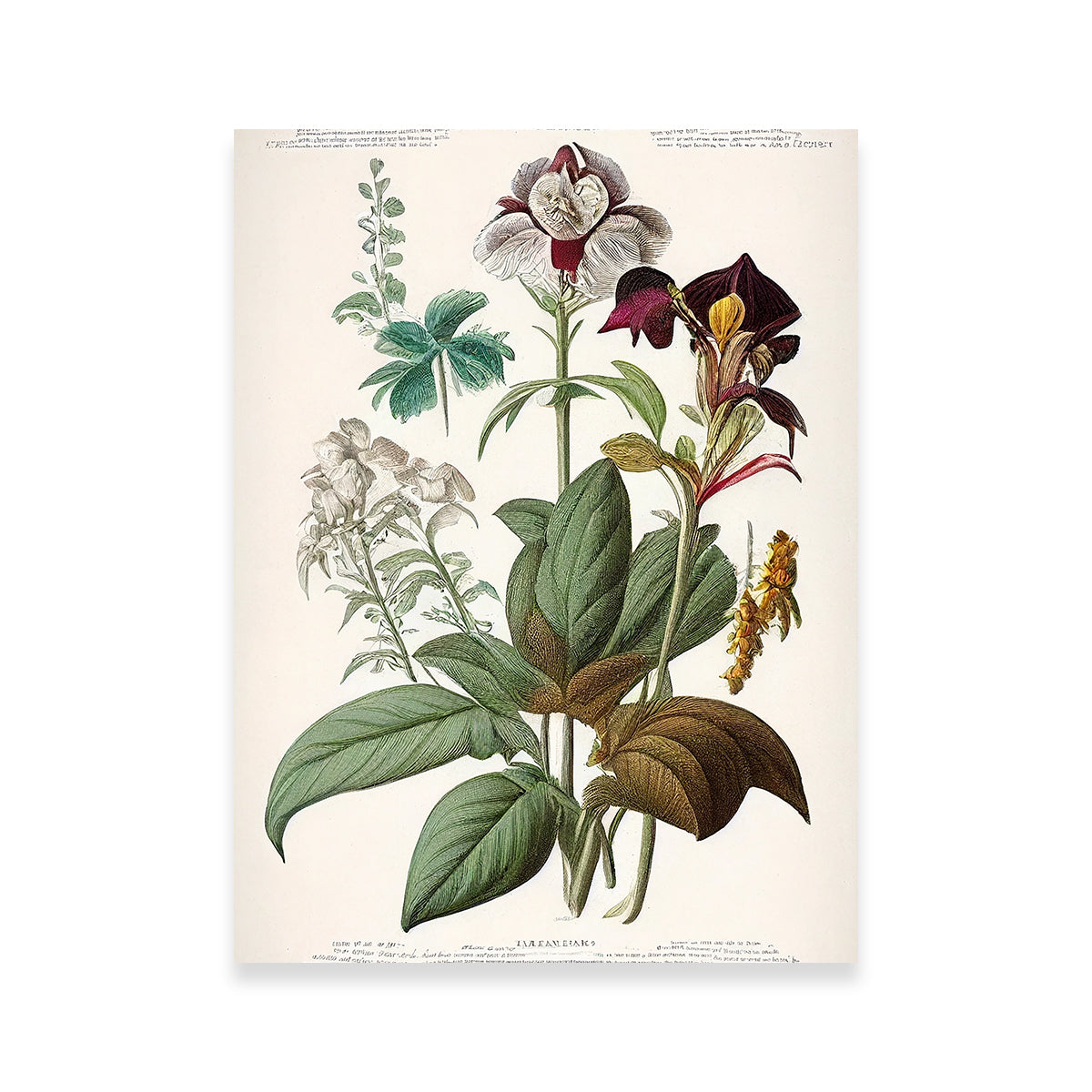 Exquisite Vintage Botanical Print Series 3 Wall Art for Stunning Decor